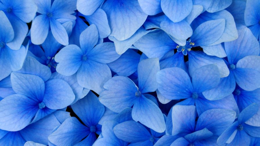 Blue petaled flowers HD Wallpaper