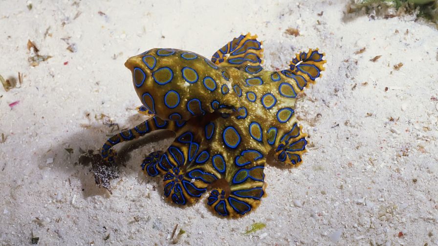 Blue Ringed Octopus HD Wallpaper