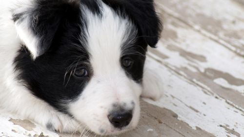 Border Collie Puppy Hd Wallpaper for Desktop and Mobiles