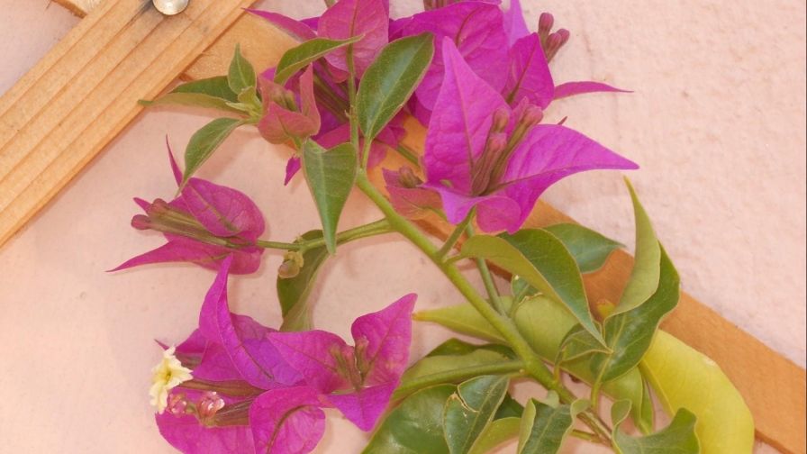 Bougainville HD Wallpaper