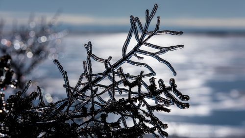Branch covered in ice HD Wallpaper