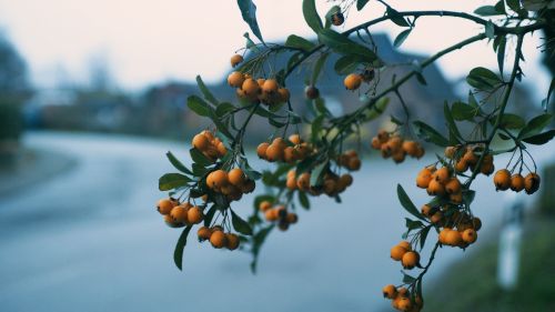 Branch of berries HD Wallpaper