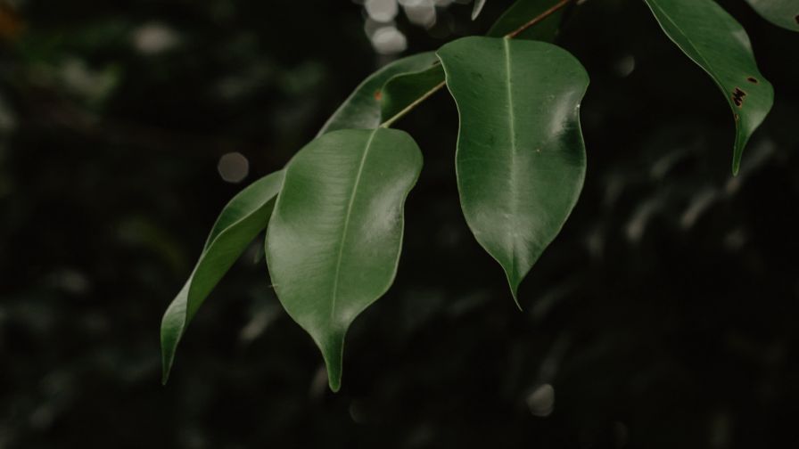 Branch of green leaves HD Wallpaper