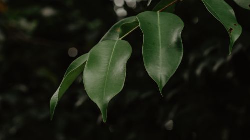 Branch of green leaves HD Wallpaper