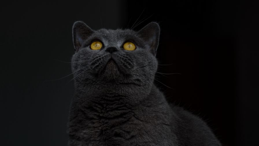 British shorthair cat HD Wallpaper