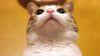 Brown tabby cat HD Wallpaper