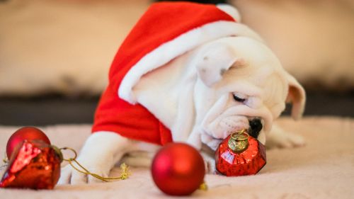 Bull Dog Close-Up Near Ornaments HD Wallpaper