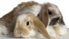 Bunnies white and light brown HD Wallpaper