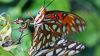 Butterfly close up HD Wallpaper