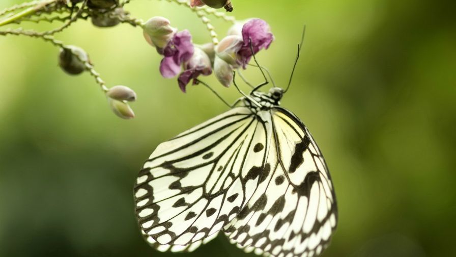 Butterfly Feeding Wallpaper for Desktop and Mobiles