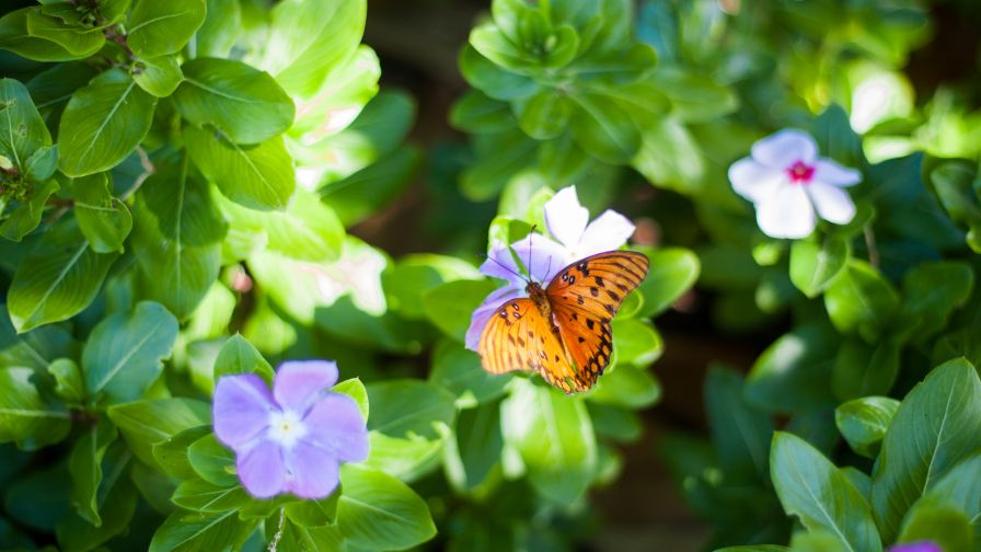 Butterfly on a Flower