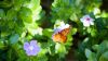 Butterfly on a Flower