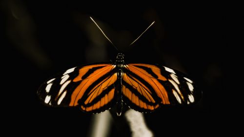 Butterfly's beautiful wings HD Wallpaper