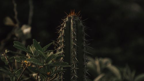 Cactus HD Wallpaper