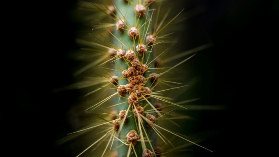 Cactus thorns HD Wallpaper