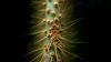 Cactus thorns HD Wallpaper