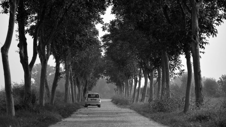 Car under trees HD Wallpaper