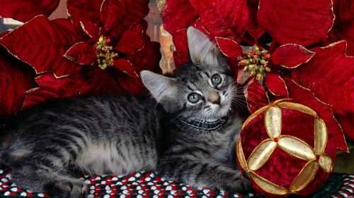 Cat Celebrating Christmas HD Wallpaper