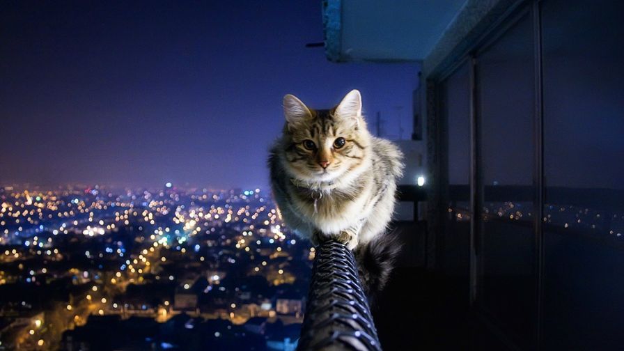 Cat cityscape HD Wallpaper