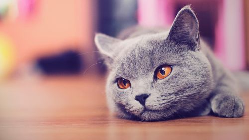 Cat Lying Down Wallpaper for Desktop and Mobiles