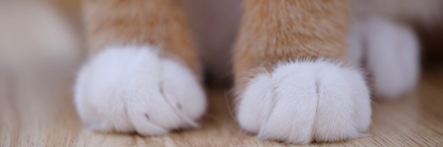 Cat paw HD Wallpaper