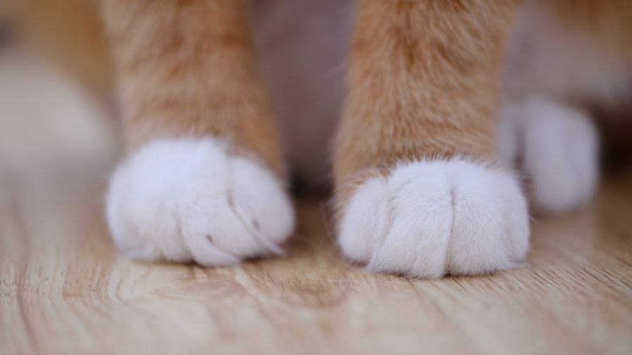 Cat paw HD Wallpaper