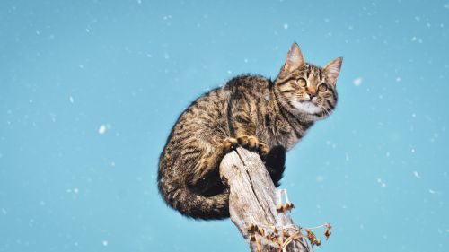 Cat standing on the tree HD Wallpaper