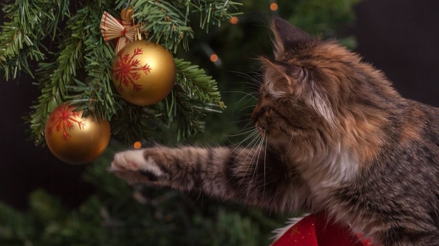 Cat Touch Gold Christmas Bauble HD Wallpaper