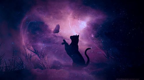 Cat trying to catch a butterfly HD Wallpaper