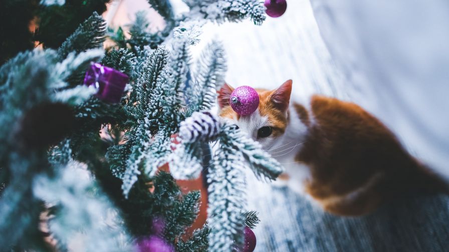 Cat under the Christmas Tree HD Wallpaper