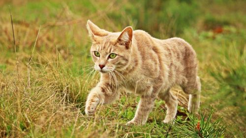 Cat walking at the grass HD Wallpaper