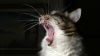 Cat yawning HD Wallpaper