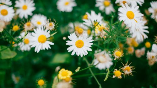 Chamomile field HD Wallpaper