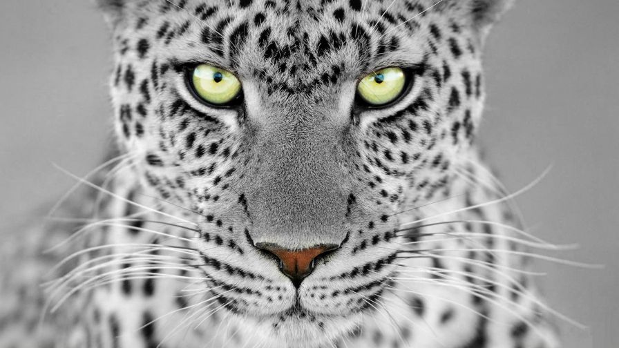 Cheetah HD Wallpaper