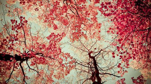 Cherry blossom tree HD Wallpaper