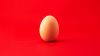 Chicken egg HD Wallpaper