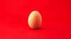 Chicken egg HD Wallpaper