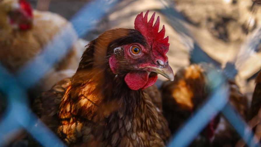 Chickens In A Coop Wallpaper for Desktop and Mobiles