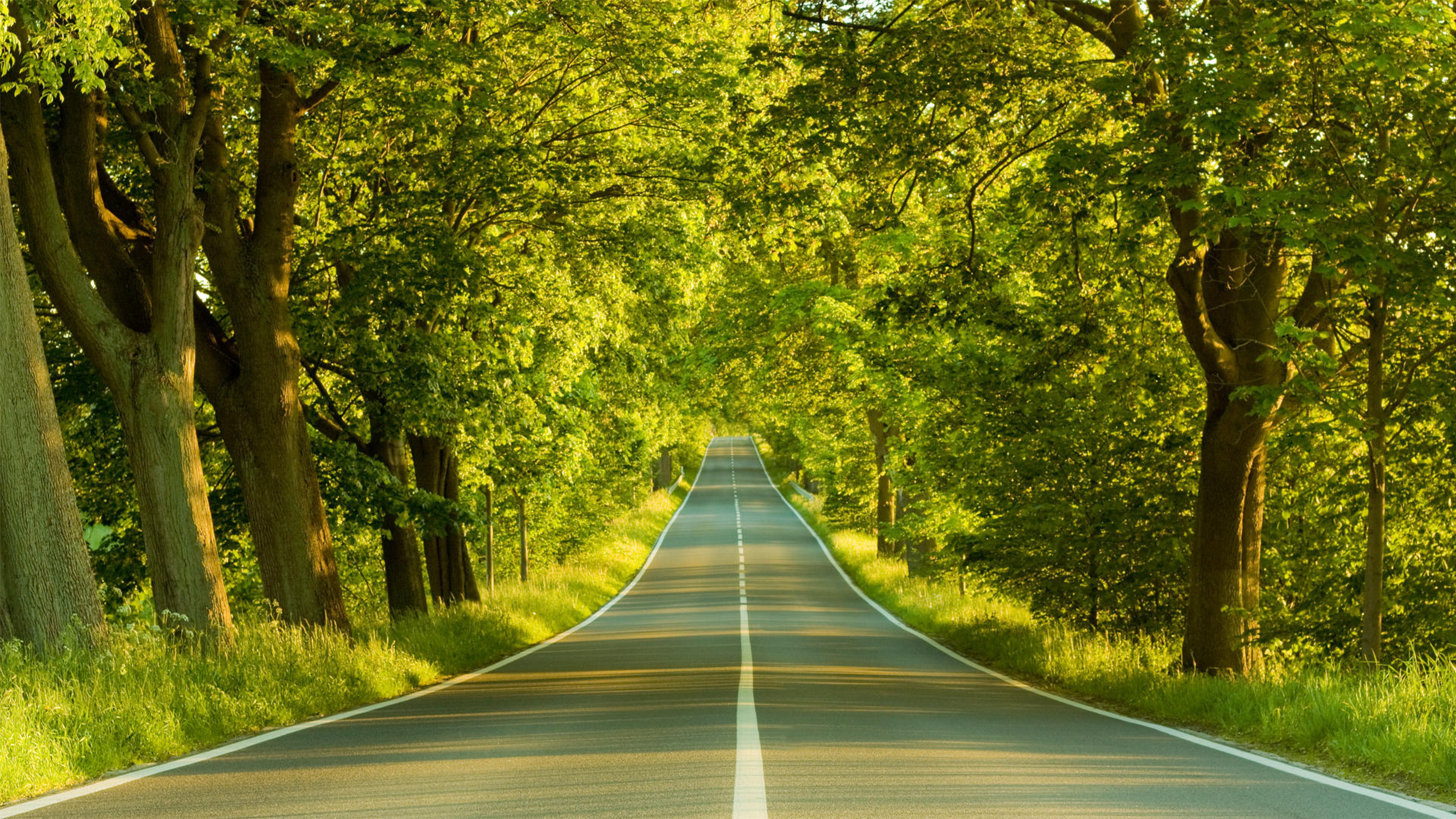 природа велосипед трава дорога деревья nature bike grass road trees бесплатно