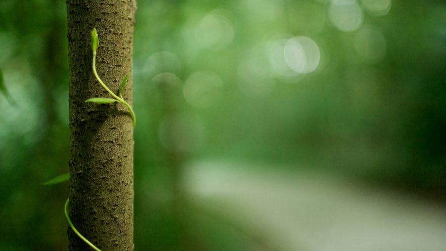 Close Up Tree