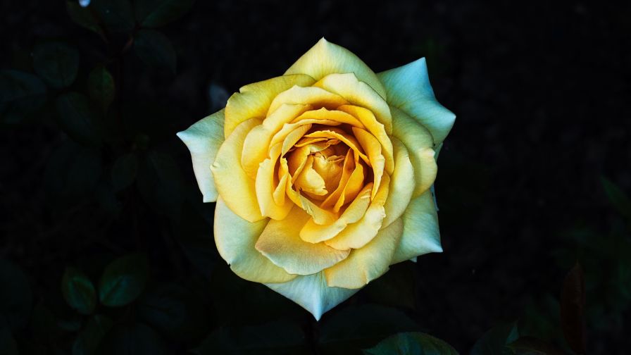 Closeup of yellow rose HD Wallpaper