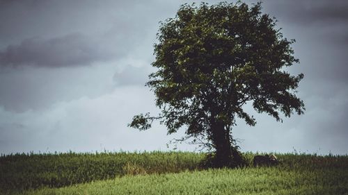 Clouds over a tree HD Wallpaper