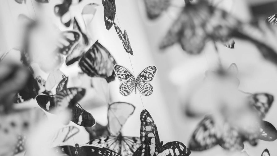 Colorful Beautiful Black and White Butterfly Wallpaper for Desktop and Mobiles