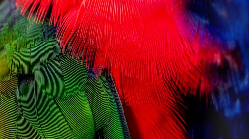 Colorful bird feathers HD Wallpaper