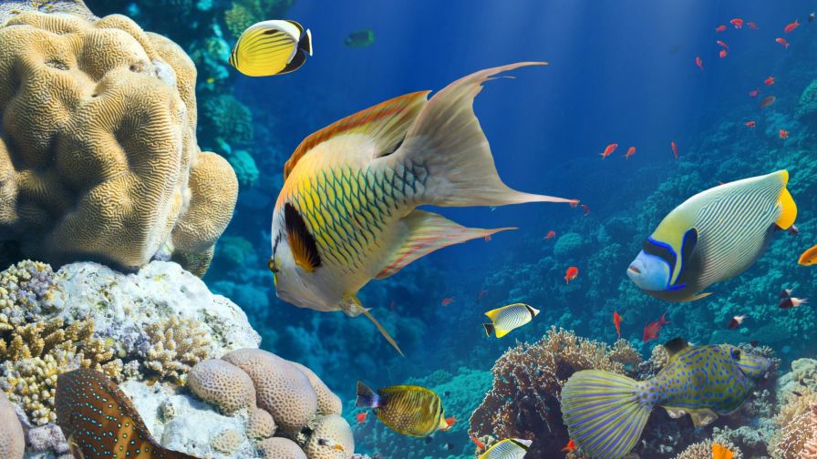 Colorful fishes HD Wallpaper