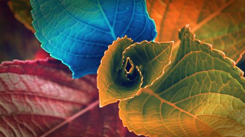 Coloured Leaves