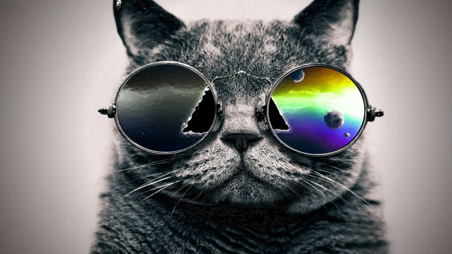 Cool Cat HD Wallpaper