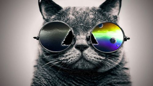 Cool Cat HD Wallpaper