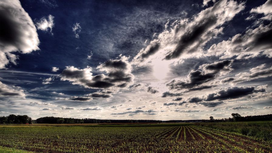 Corn Field HD Wallpaper