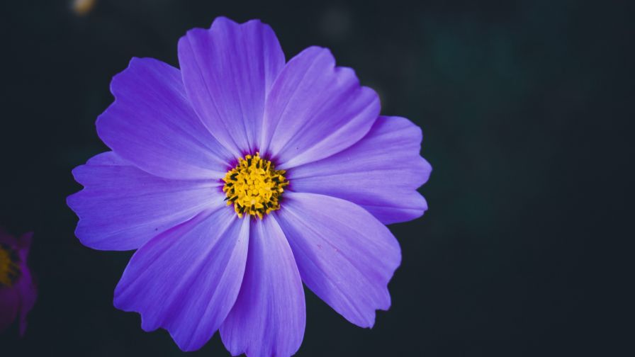 Cosmea flower HD Wallpaper